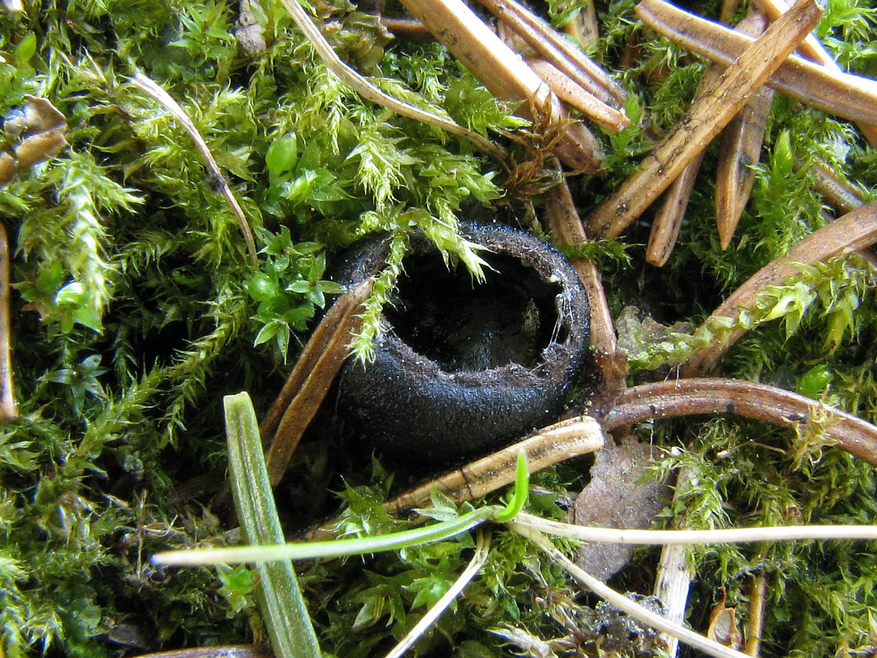 Pseudoplectania nigrella