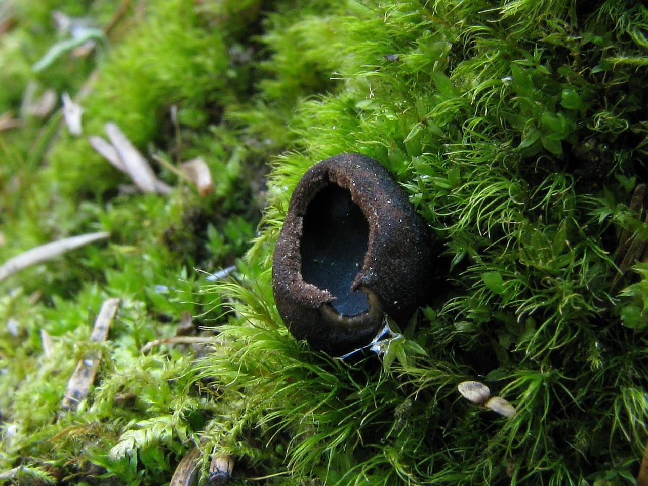 Pseudoplectania nigrella