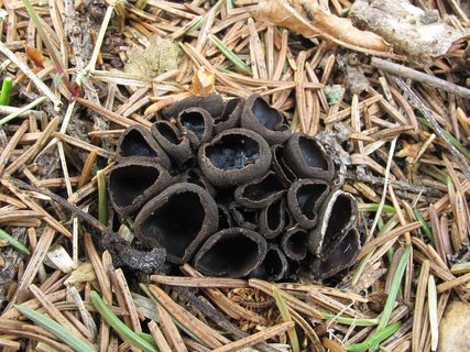 Pseudoplectania nigrella