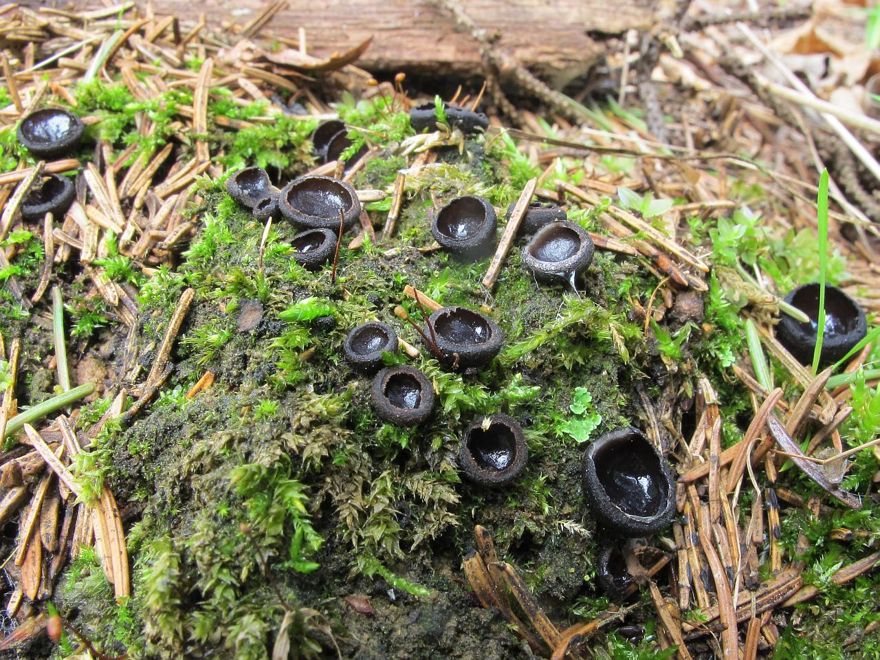 Pseudoplectania nigrella