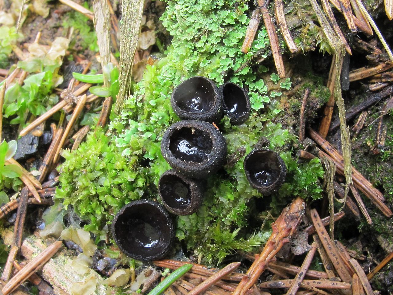 Pseudoplectania nigrella