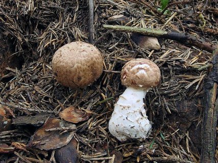Agaricus sylvaticus
