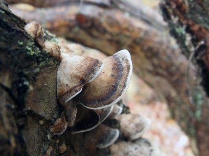 Bjerkandera adusta