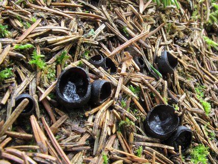 Pseudoplectania nigrella
