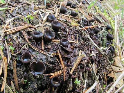 Pseudoplectania nigrella