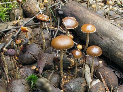 Psilocybe coprophila