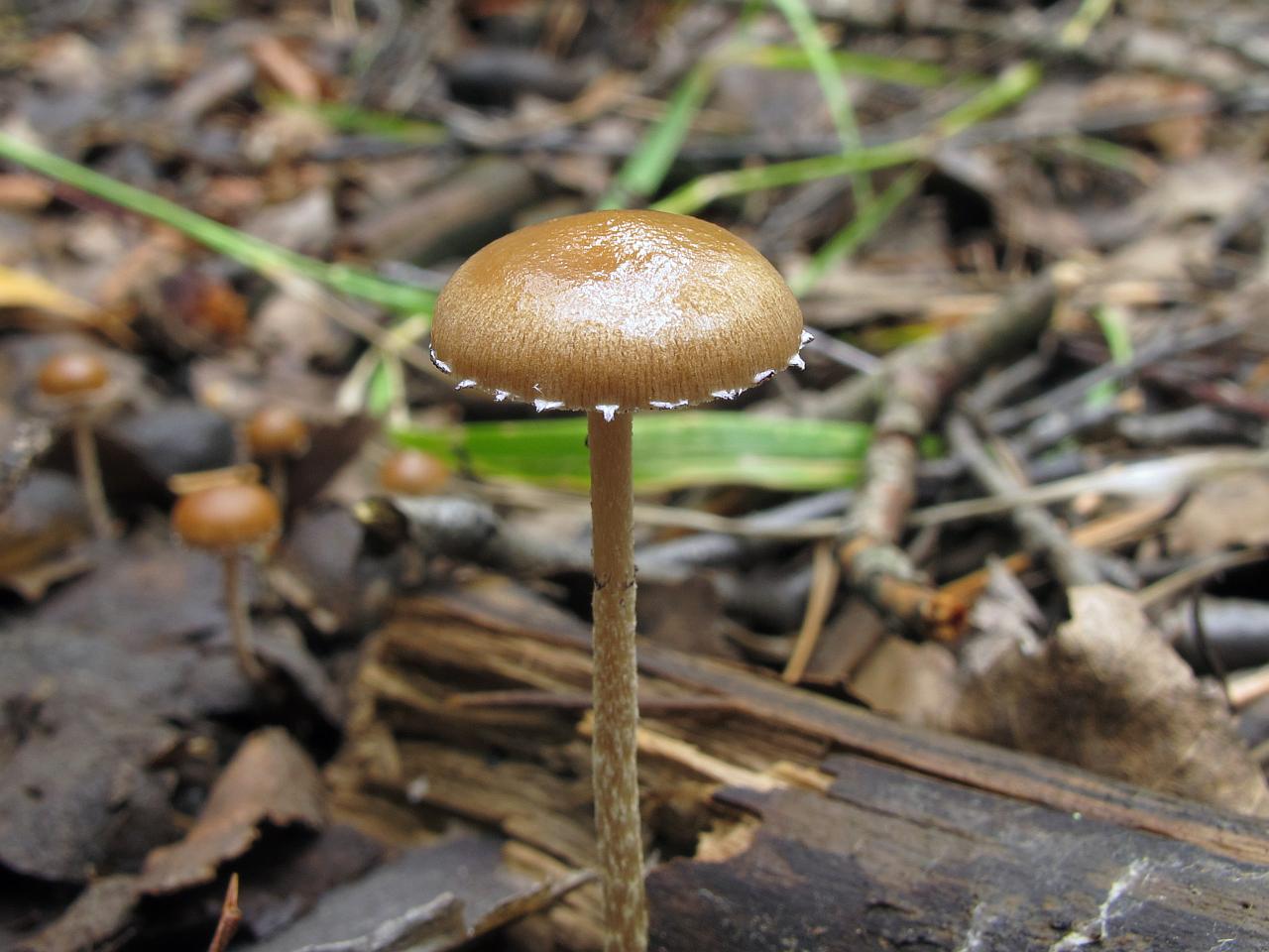 Psilocybe coprophila