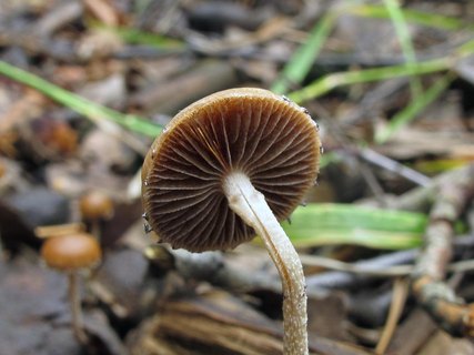 Psilocybe coprophila