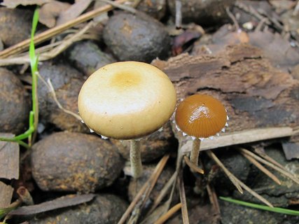 Psilocybe coprophila