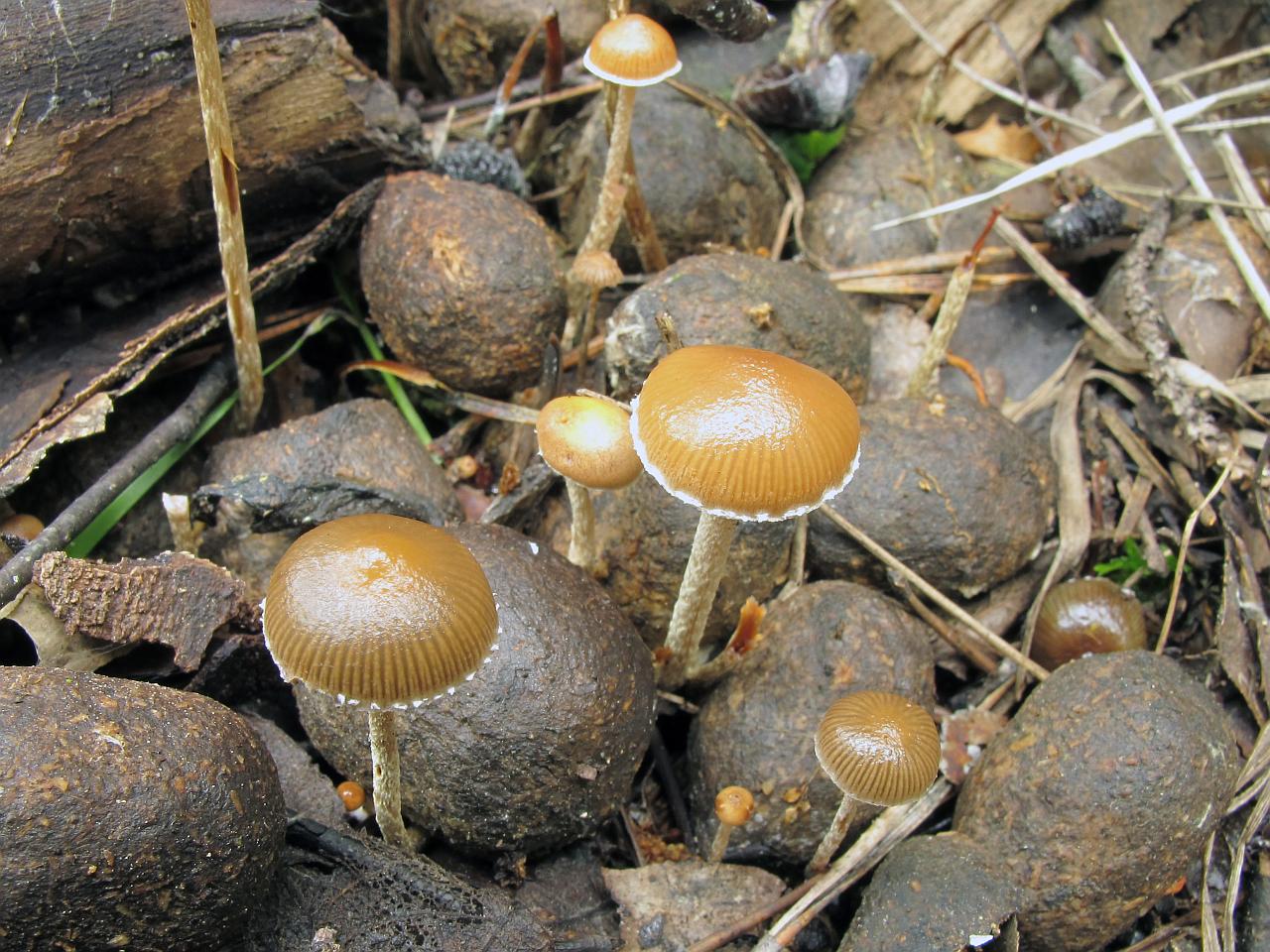 Psilocybe coprophila