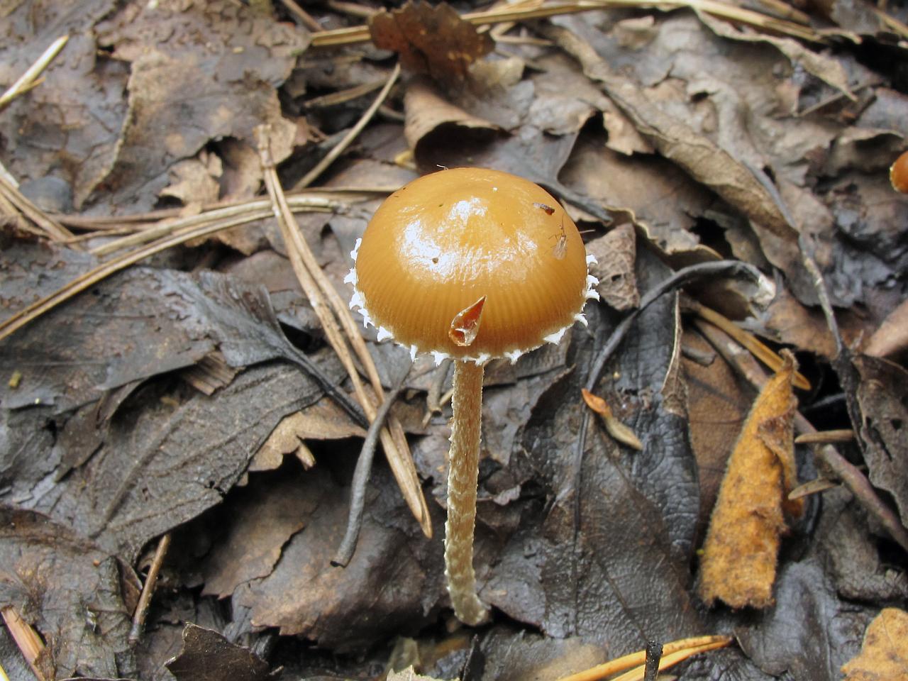 Psilocybe coprophila