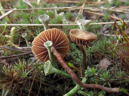 Psilocybe montana