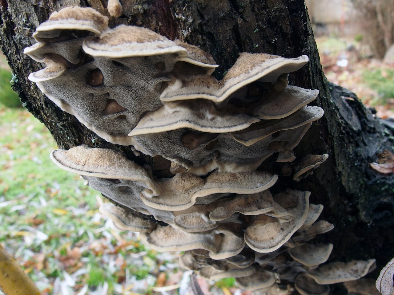 Bjerkandera adusta