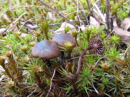 Psilocybe montana
