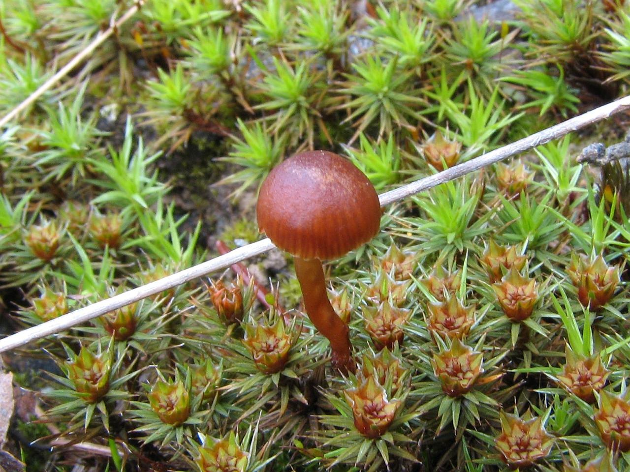 Psilocybe montana