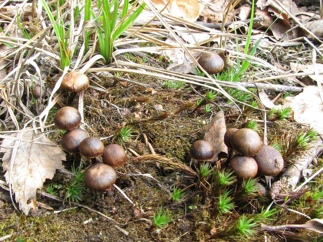Psilocybe montana