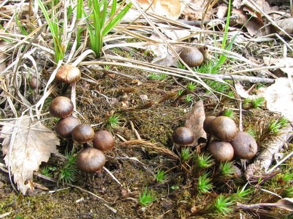 Psilocybe montana