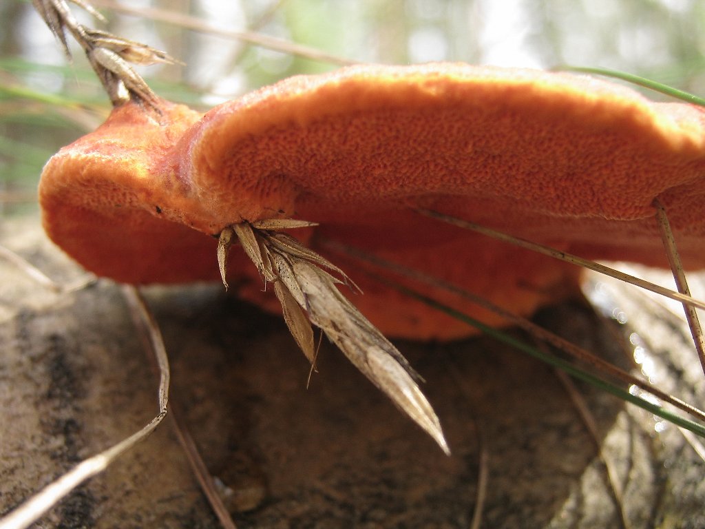 Pycnoporus cinnabarinus