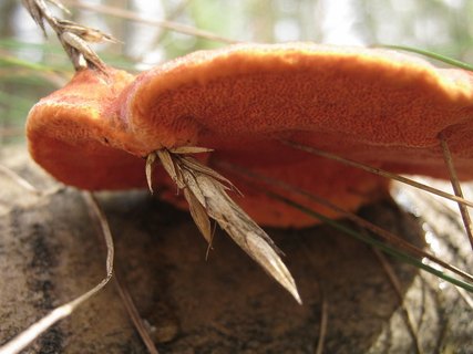 Pycnoporus cinnabarinus