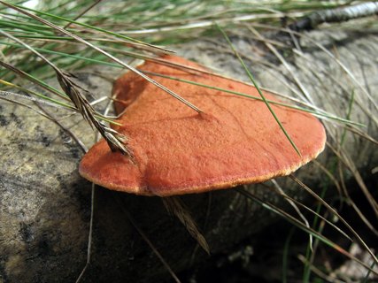 Pycnoporus cinnabarinus