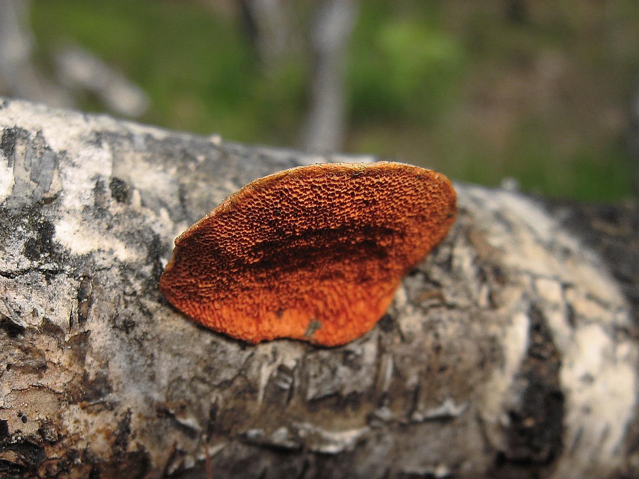 Pycnoporus cinnabarinus