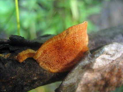 Pycnoporus cinnabarinus