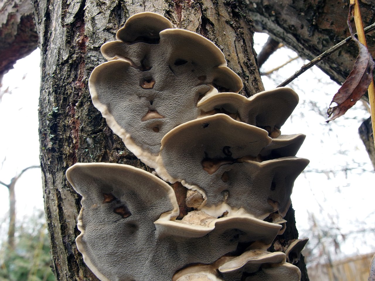 Bjerkandera adusta