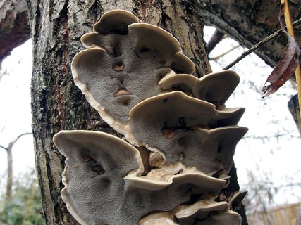 Bjerkandera adusta
