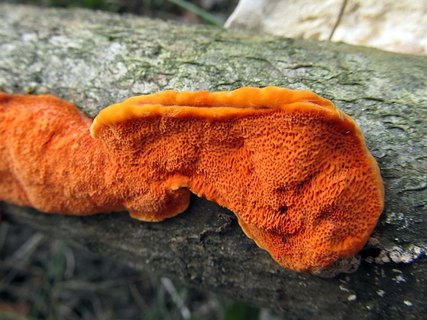Pycnoporus cinnabarinus