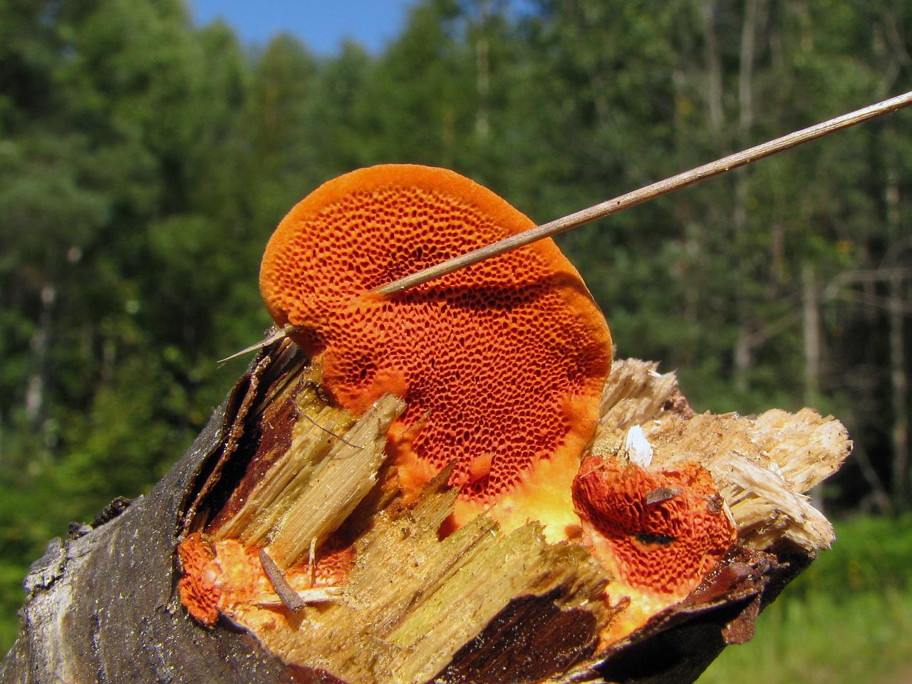 Pycnoporus cinnabarinus