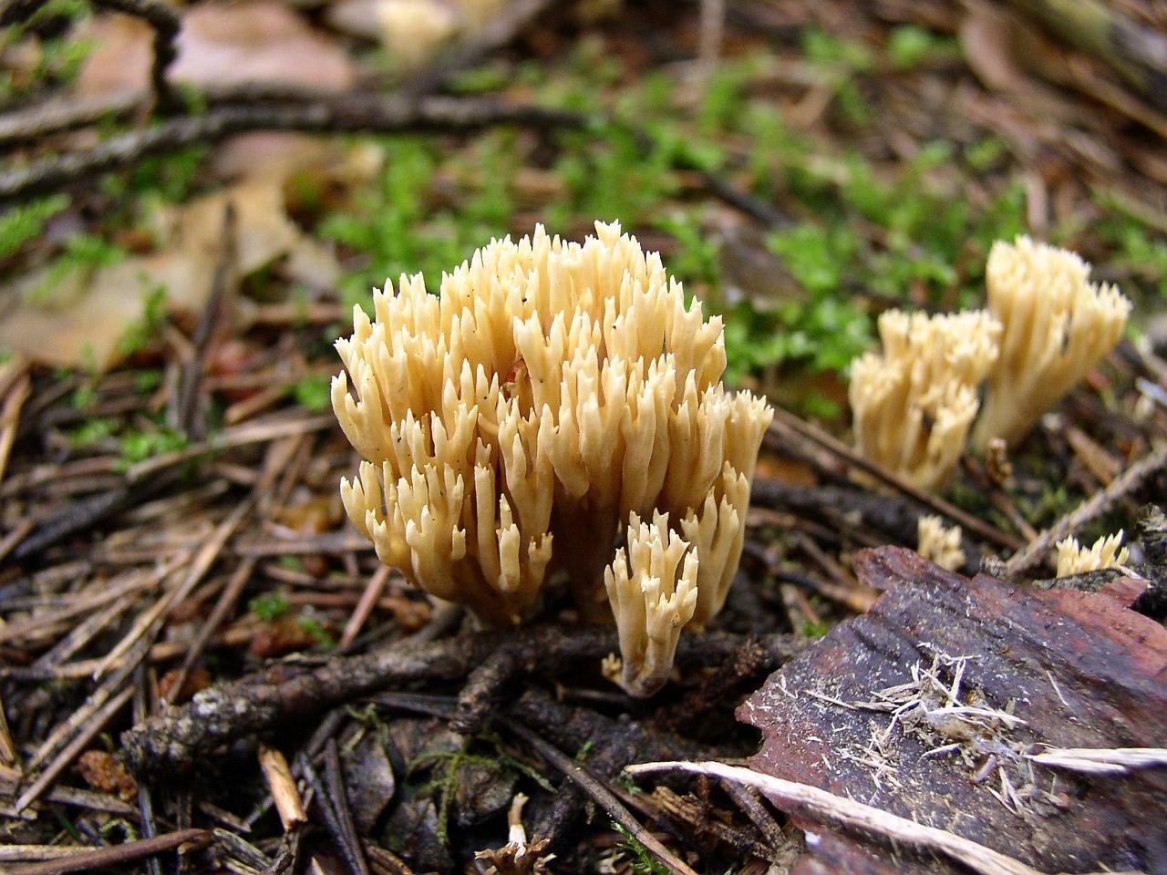 Ramaria
