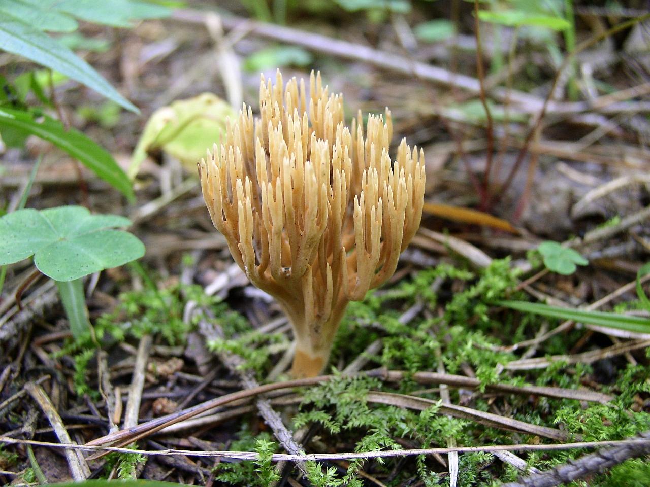 Ramaria eumorpha