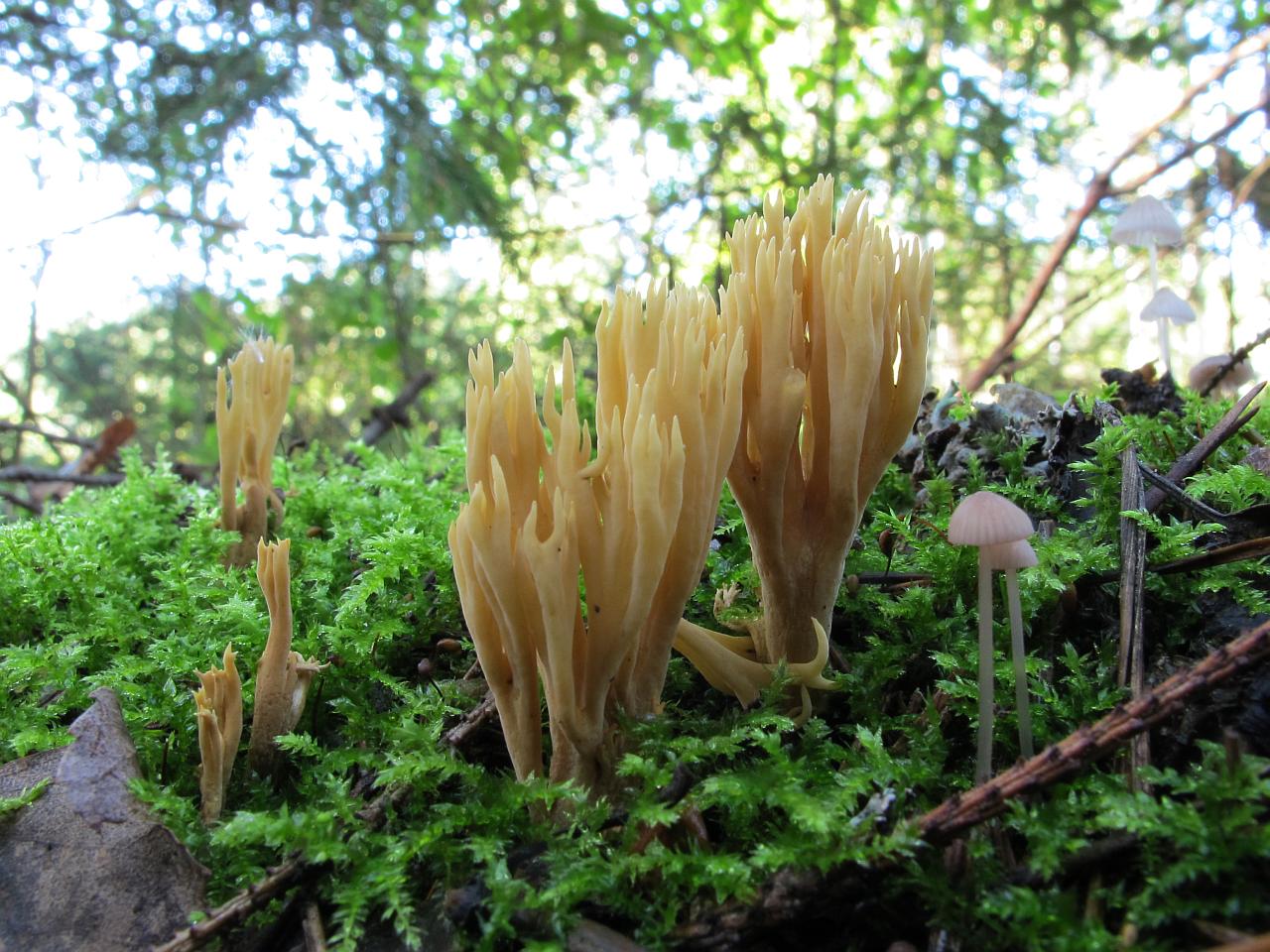 Ramaria eumorpha