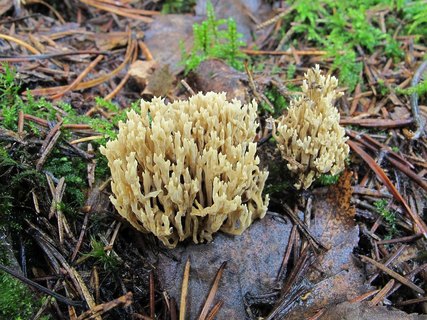 Ramaria eumorpha