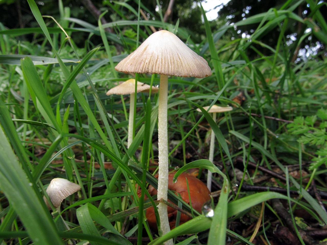 Bolbitius