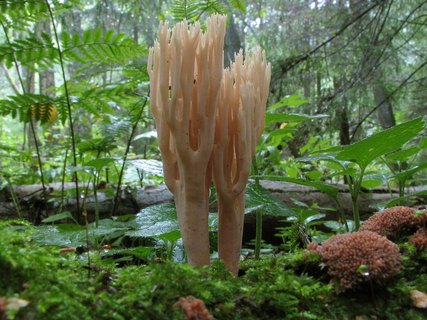 Ramaria stricta