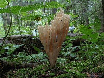 Ramaria stricta