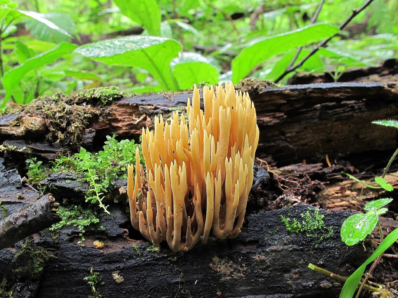 Ramaria stricta