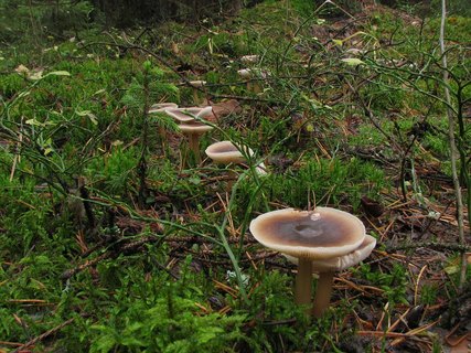 Rhodocollybia butyracea