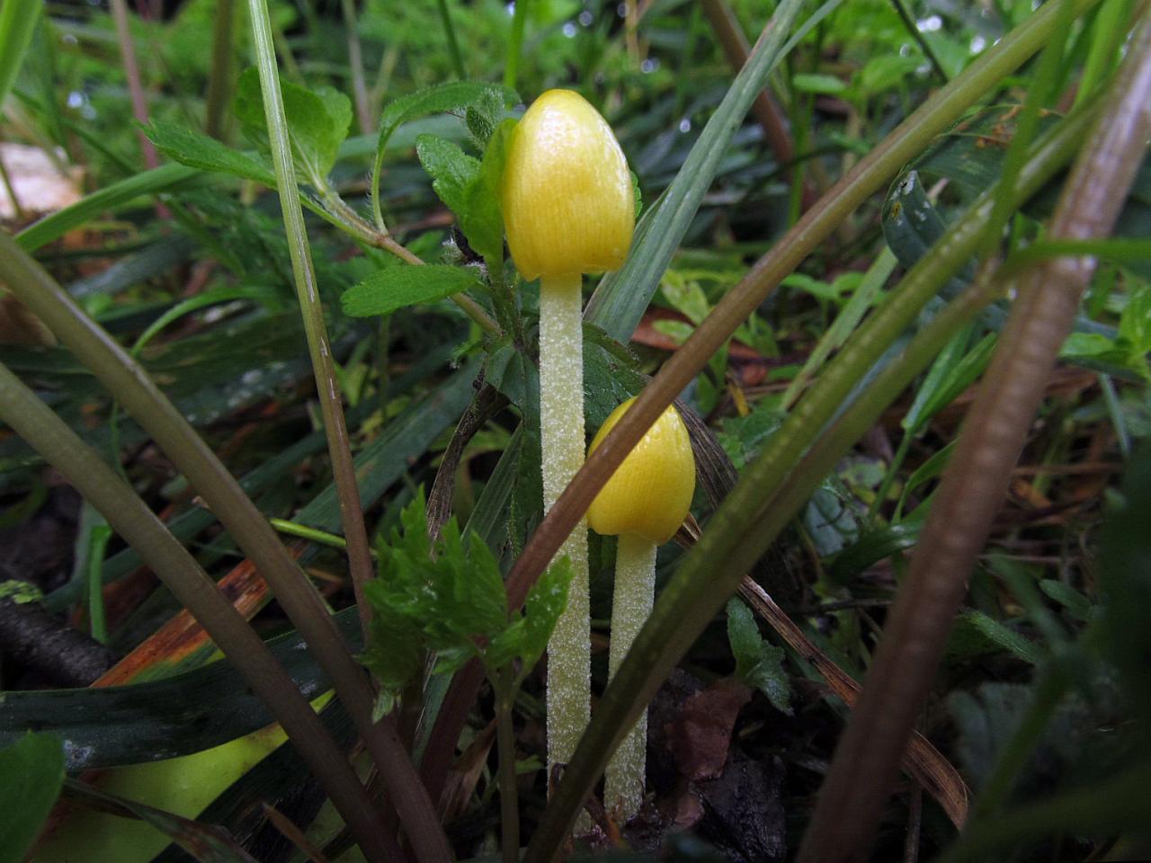 Bolbitius titubans