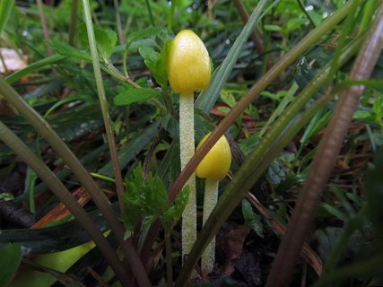 Bolbitius titubans