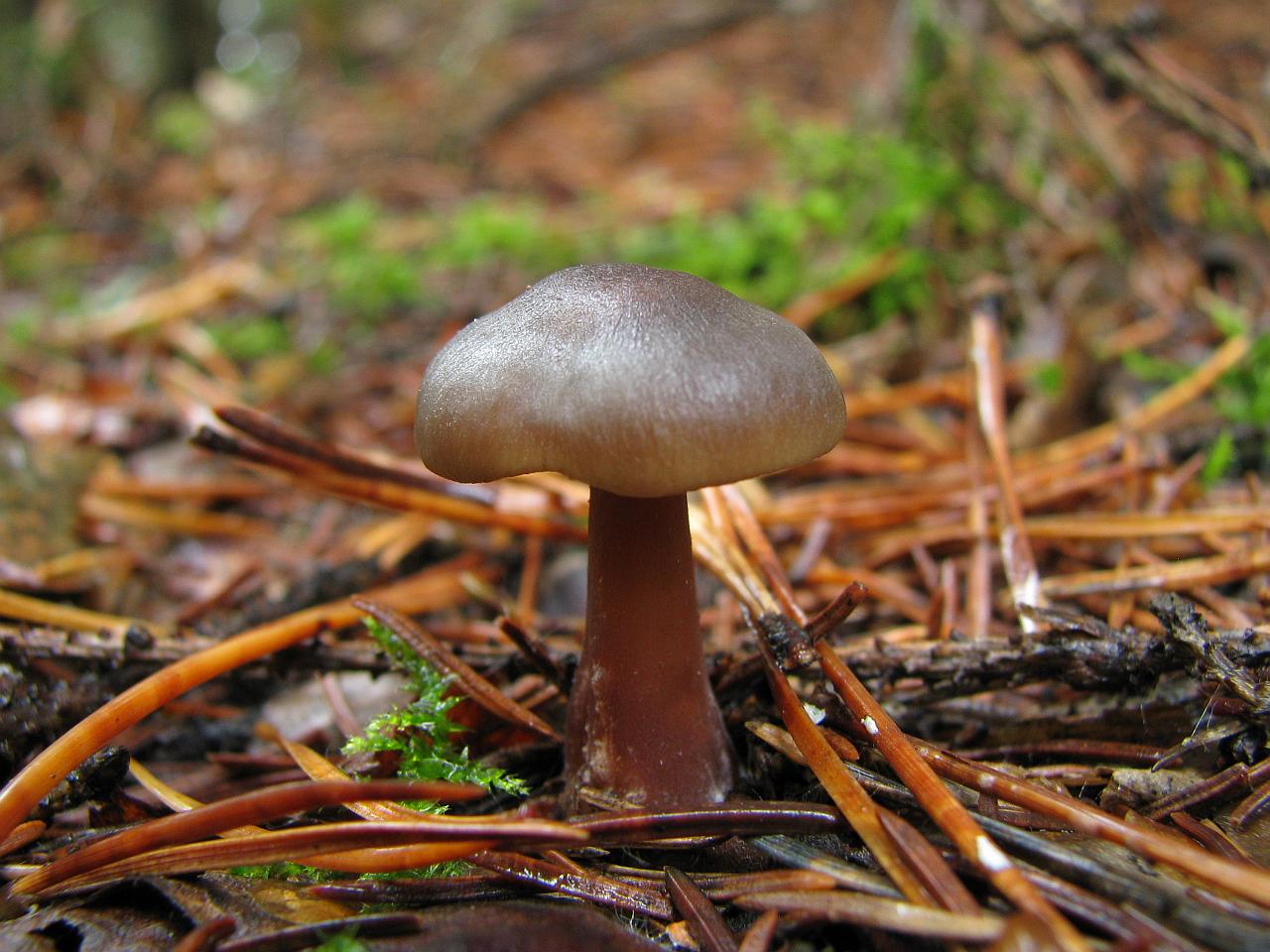 Rhodocollybia butyracea