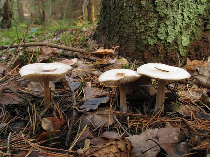 Rhodocollybia butyracea
