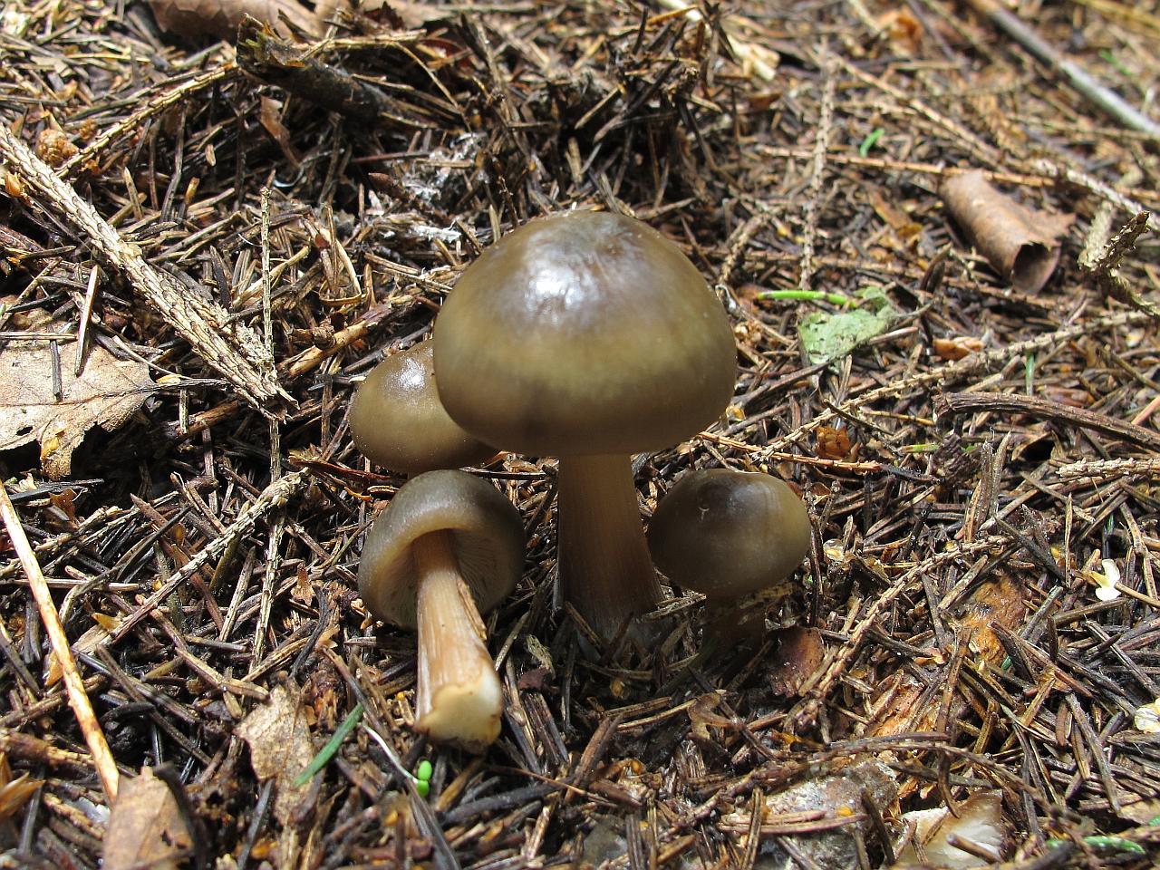 Rhodocollybia butyracea