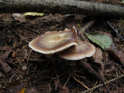 Rhodocollybia butyracea