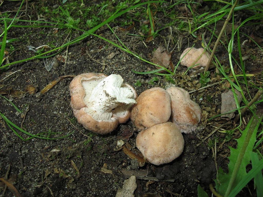 Rhodocybe