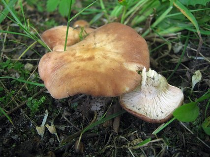 Rhodocybe gemina