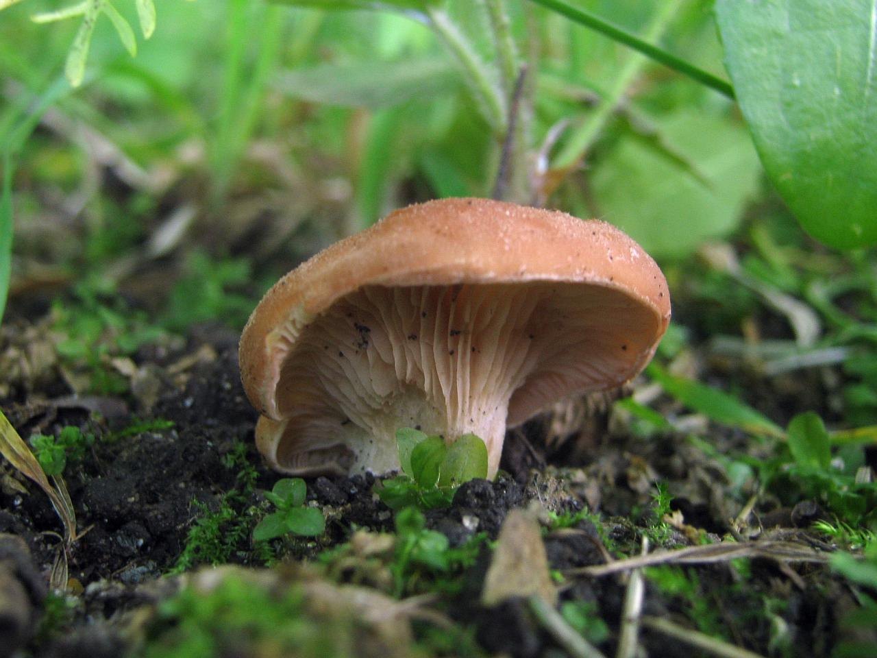 Rhodocybe gemina