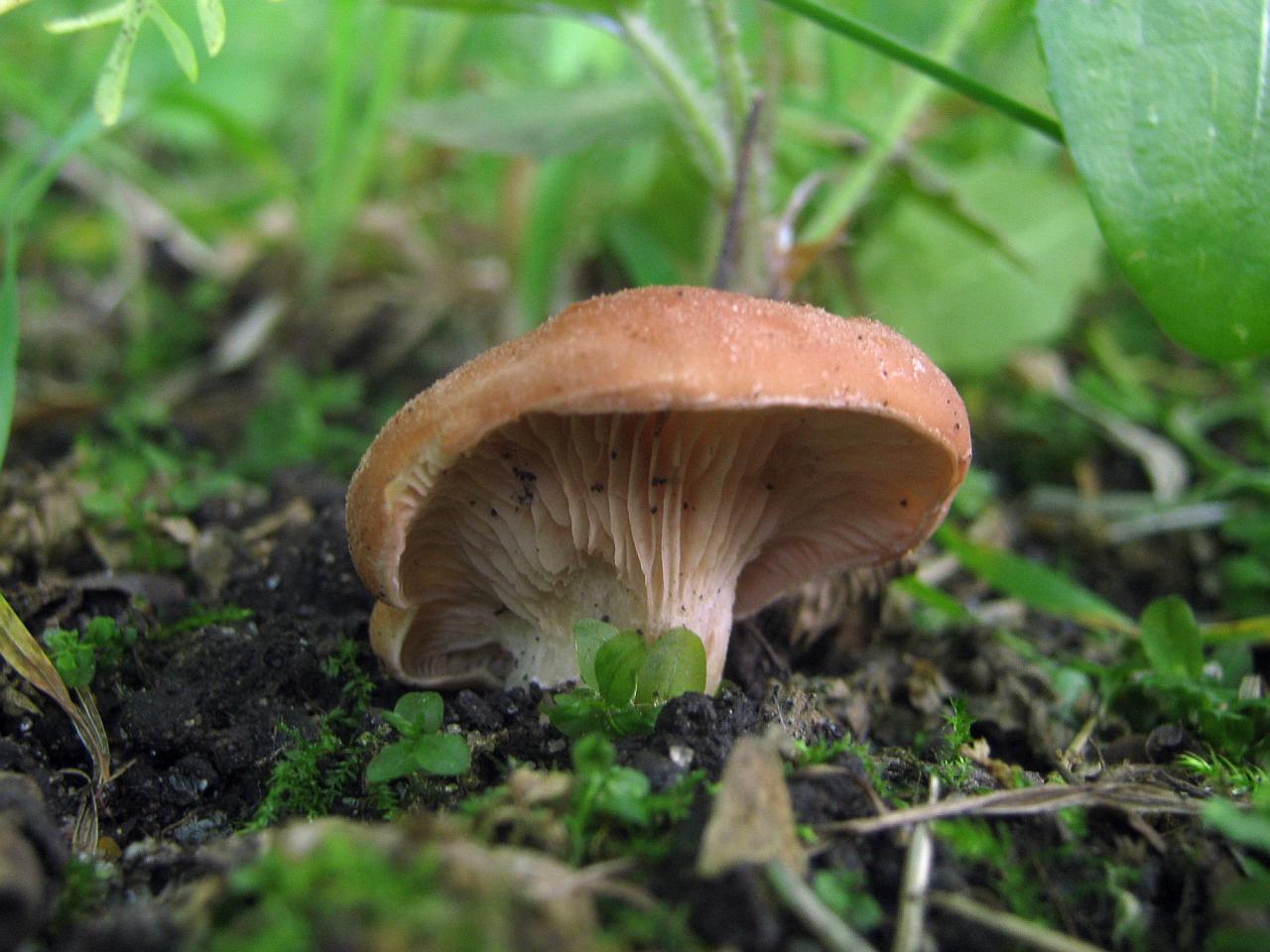 Rhodocybe gemina