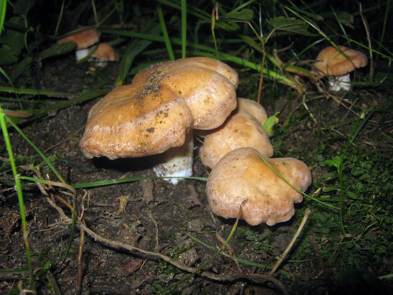 Rhodocybe gemina